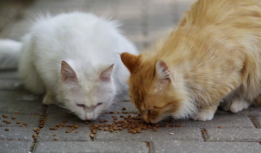 cats, stray cats, eating