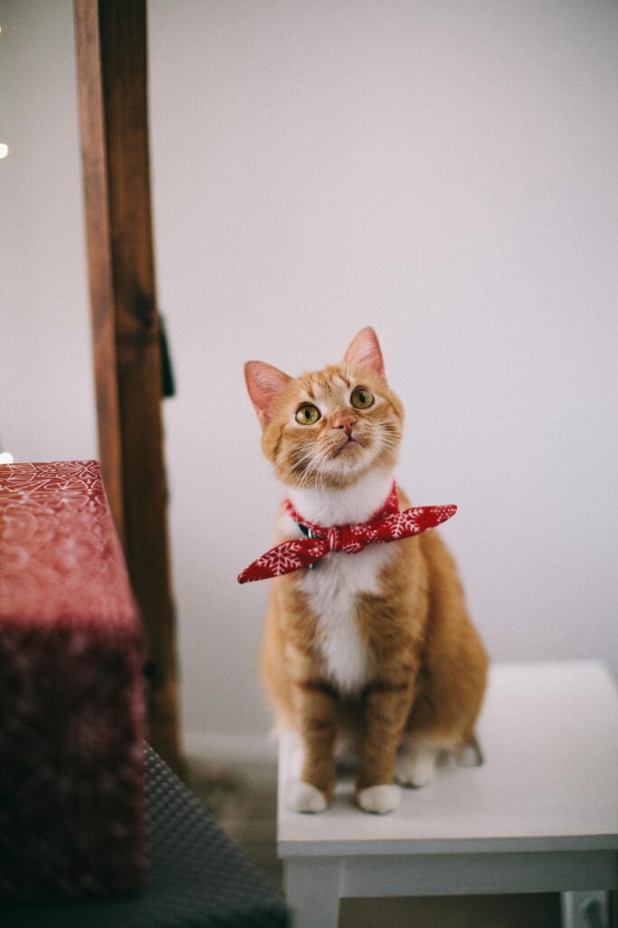 Cute ginger tabby cat wearing a red bandana sitting indoors on a white stool.