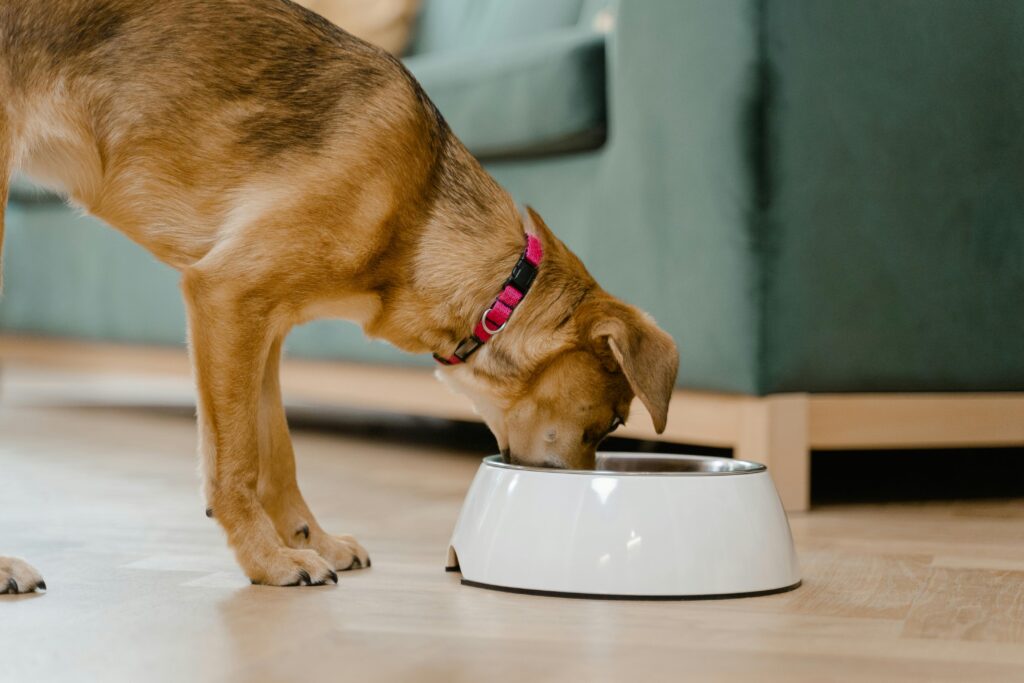 A domestic dog wearing a pink collar eats from a white bowl inside a home.